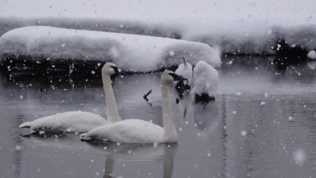 Swans in Alaska