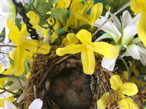 Baby Birds in a nest
