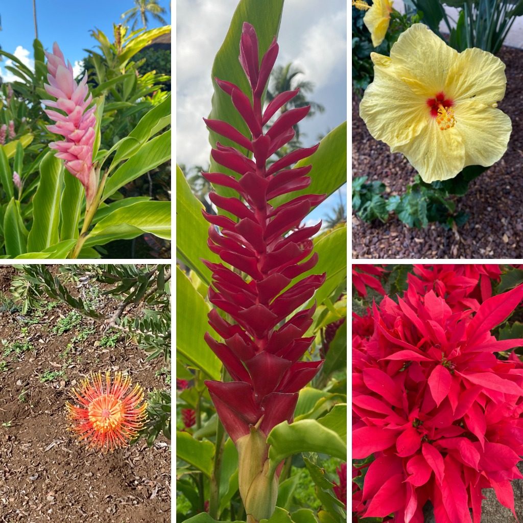 Flowers of Maui
