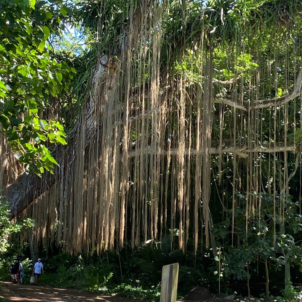 Trees of Maui