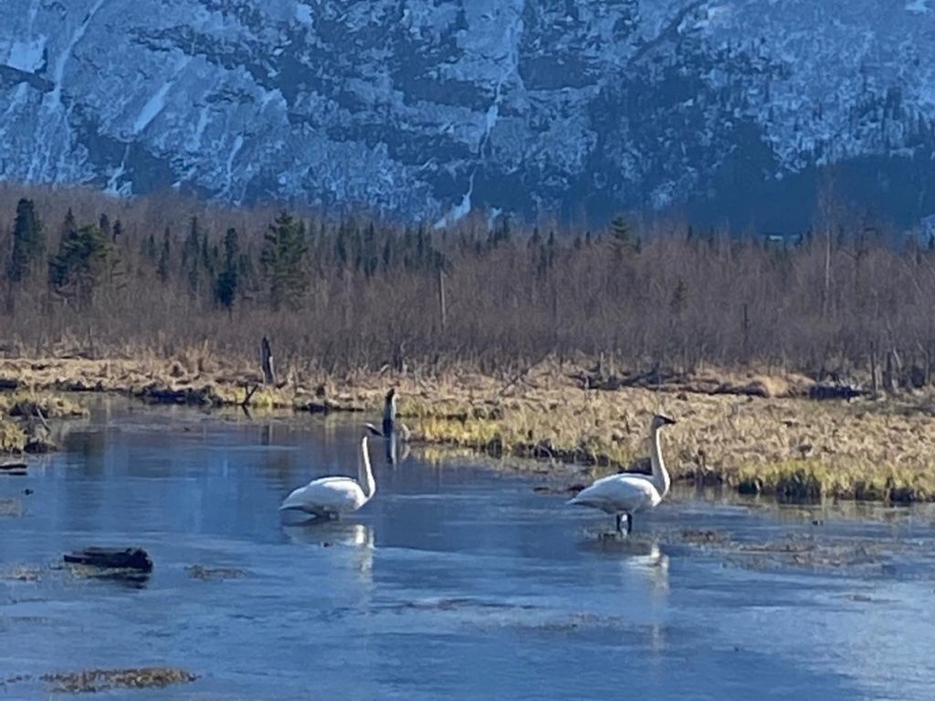 Swans at the Eagle River Nature Center viewing deck