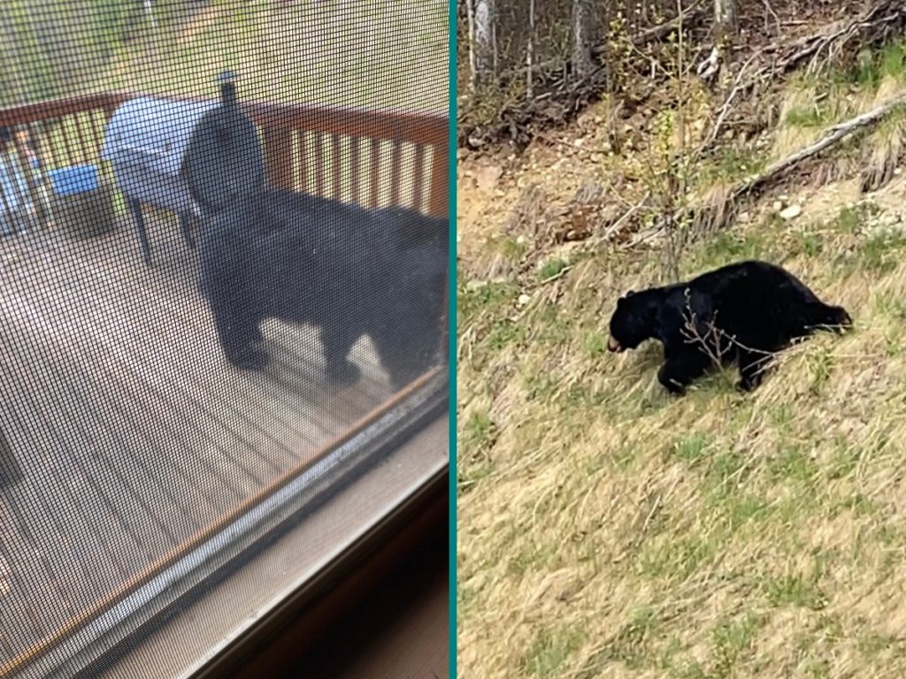 Black bear on the deck and in the yard
