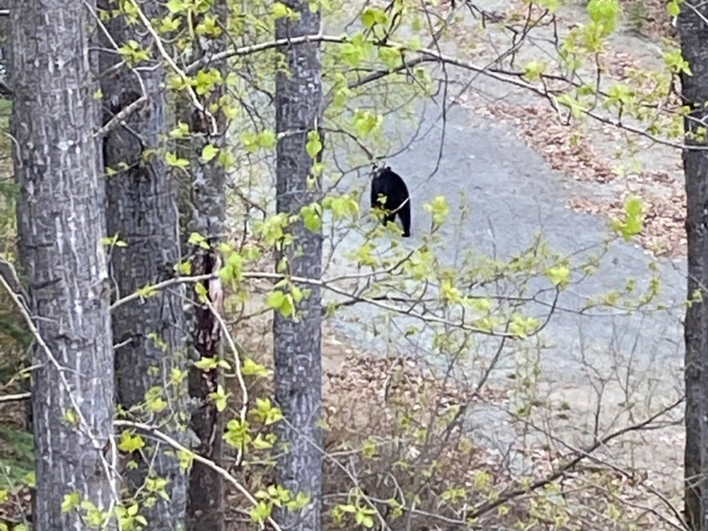 black bear on my running route
