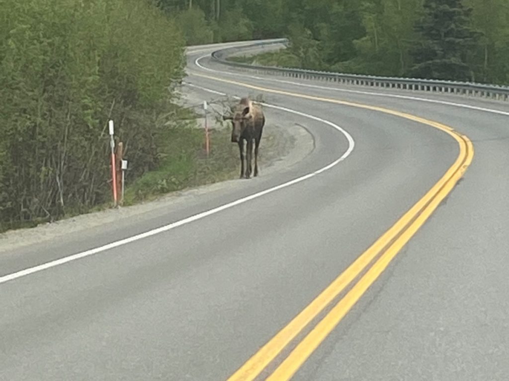 Moose next to the road