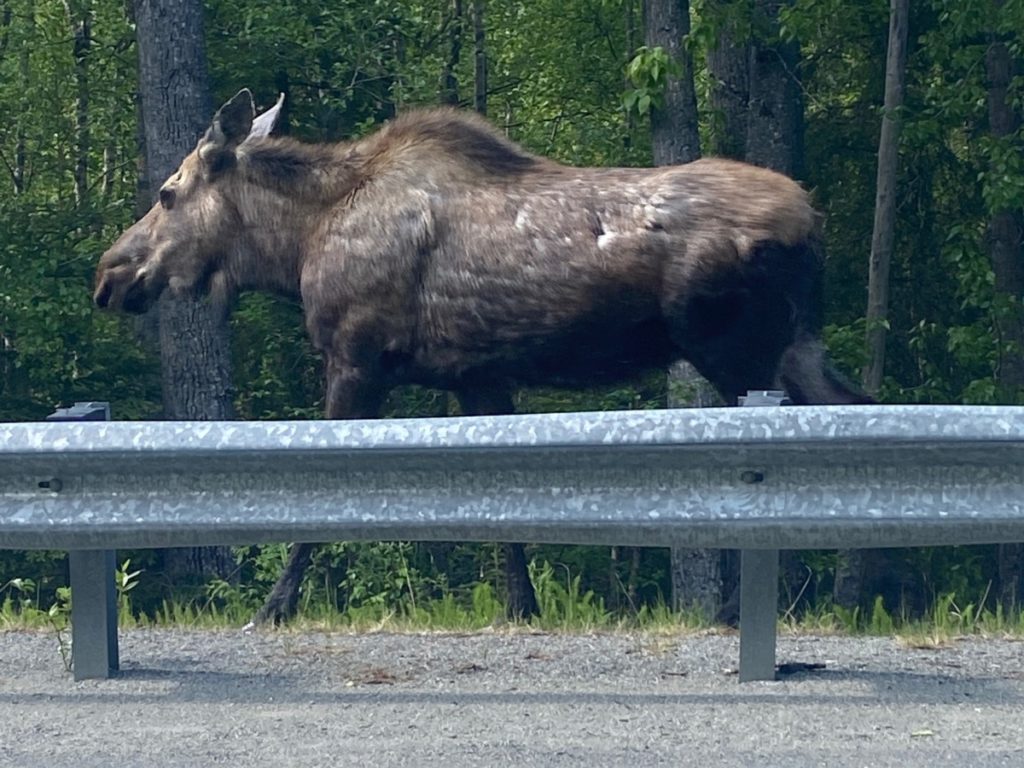 Moose next to the road