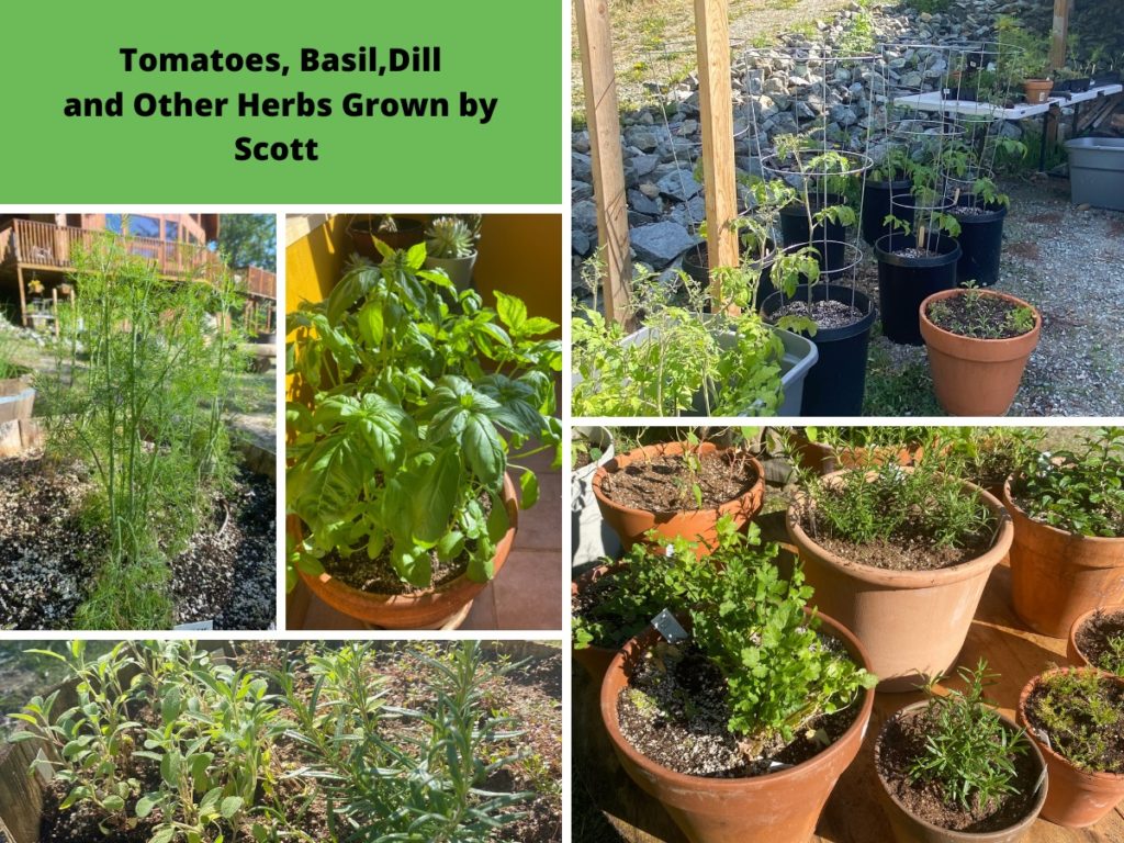 Herbs grown outside in Alaska