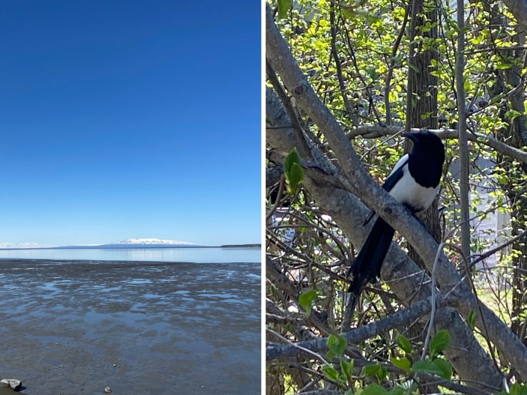 Tony Knowles coastal trail photos of the inlet and a magpie