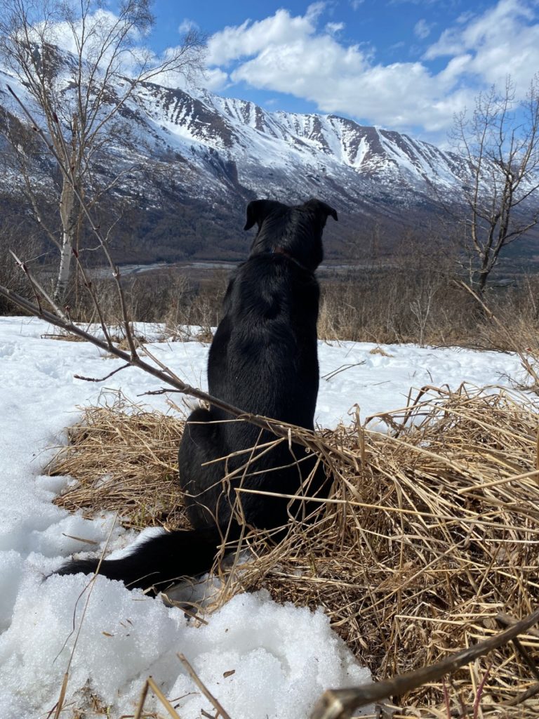 Chugach Mountains and my pup