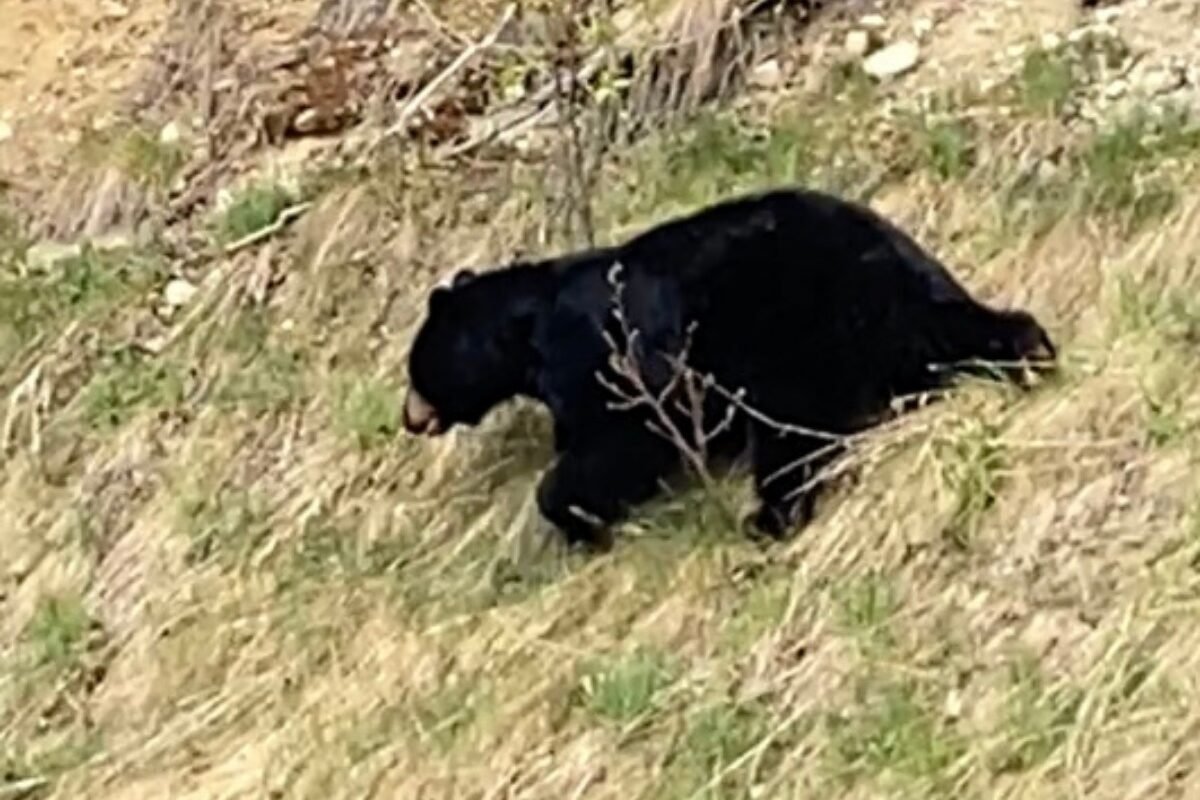Black Bear