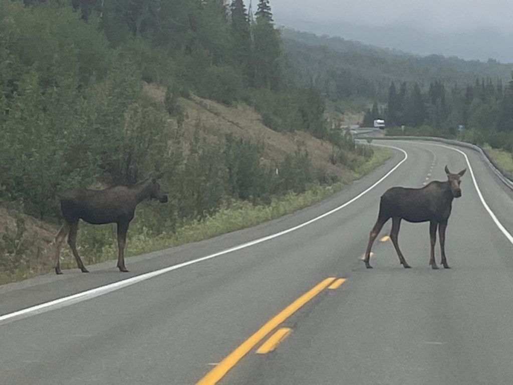 Moose crossing the road