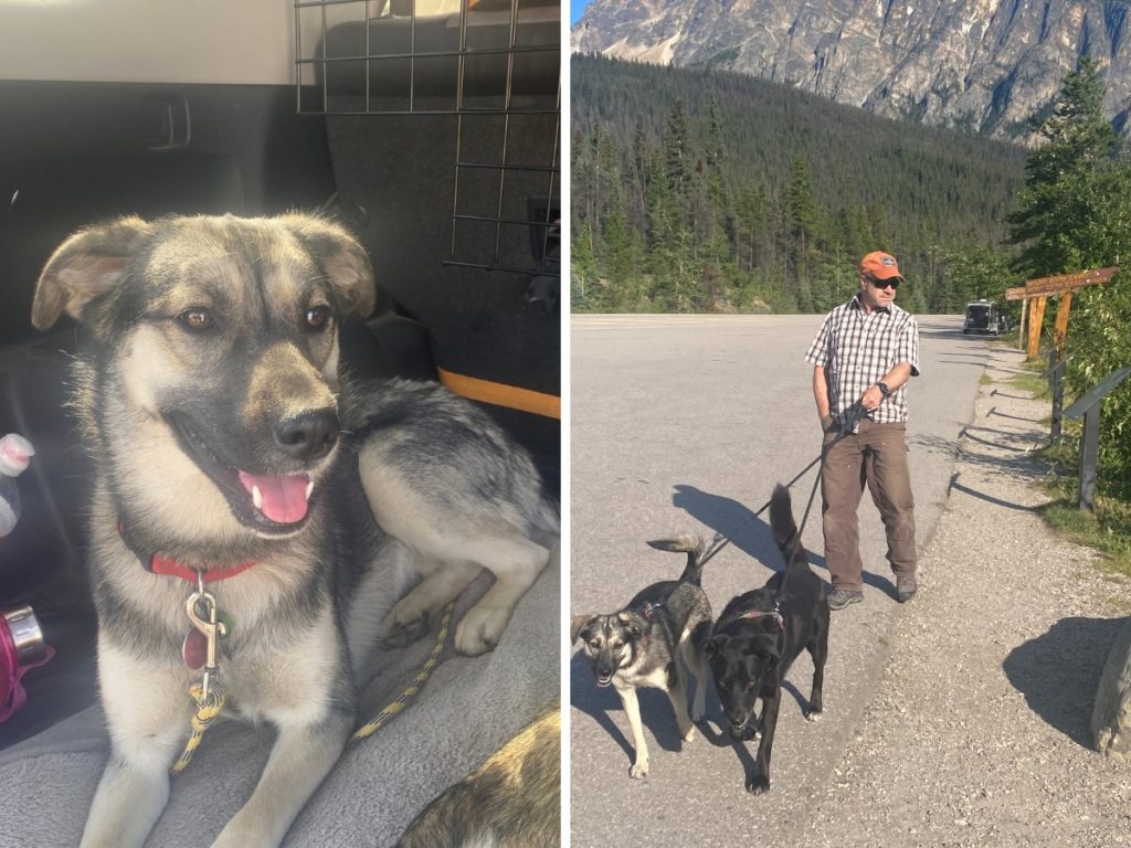 Traveling with pups through Canada