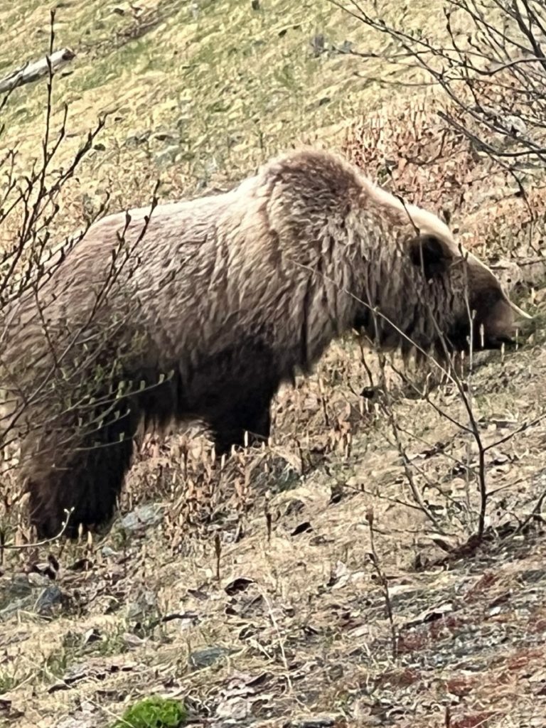 Grizzly Bear on my running route