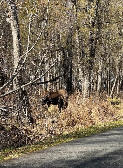 moose on the trail 2(510 x 695 px)
